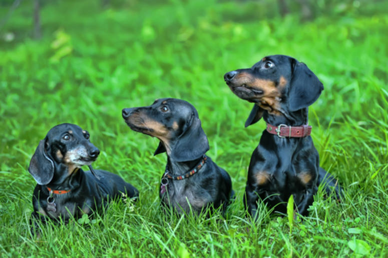 Dachshunds