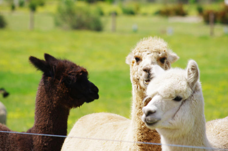 Alpacas on a farm