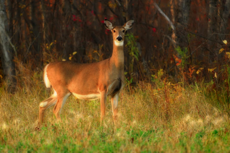 Deer in the woods
