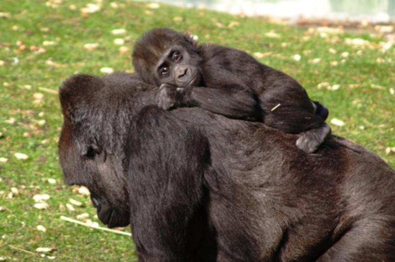 Baby Gorilla & Momma