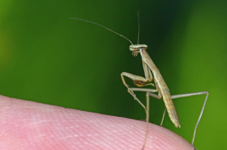 praying mantis