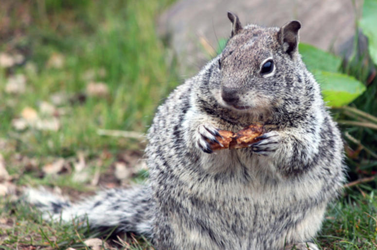 Chubby Squirrel