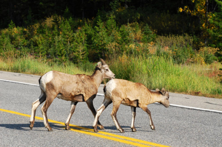 Goats on a highway
