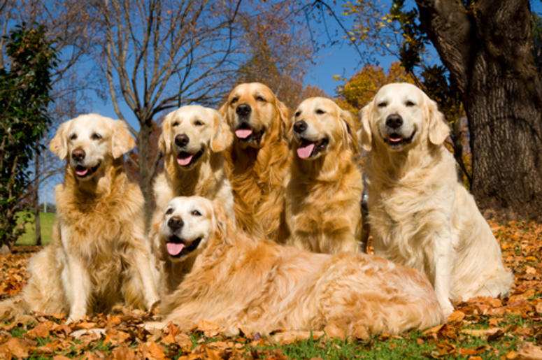 Golden Retrievers