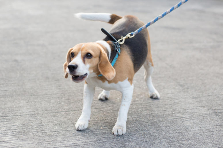 Beagle