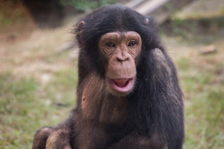 Chimpanzee