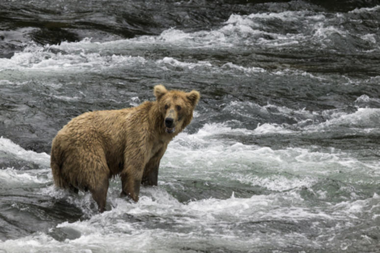 Bear in the River