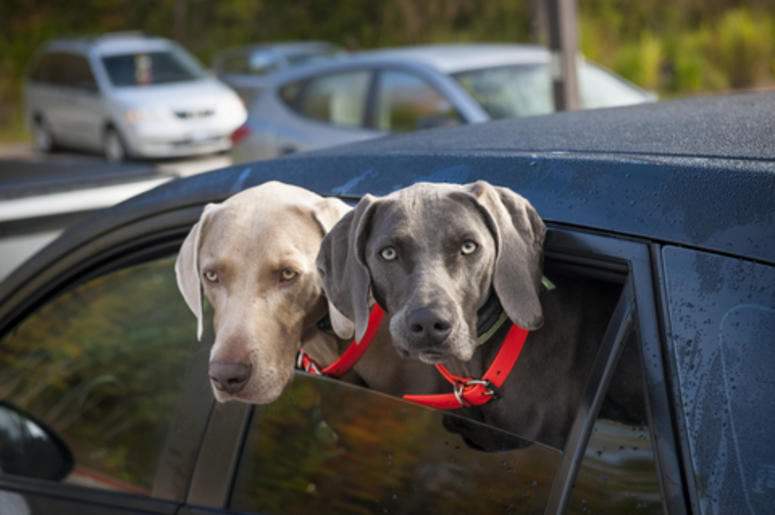 Dogs in a Car