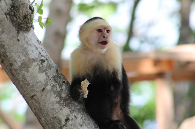 Capuchin Monkey