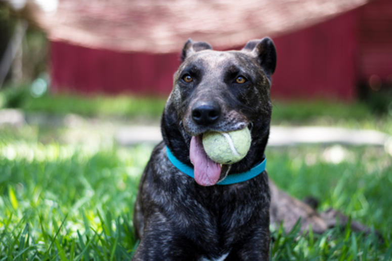 Dog with a Tennis Ball