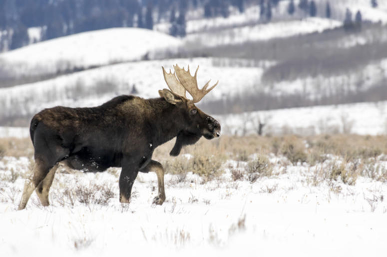 Bull Moose