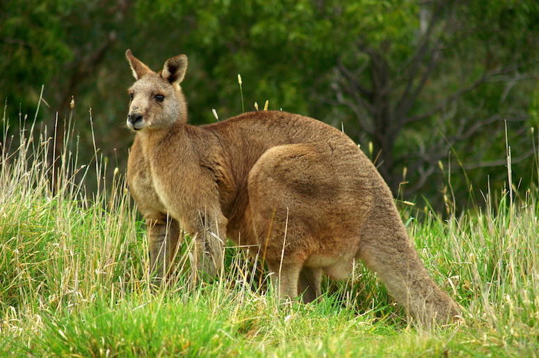 Brown Kangaroo, Wildlife Conservation, Australia Brown Kangaroo, Wildlife Conservation, Australia
