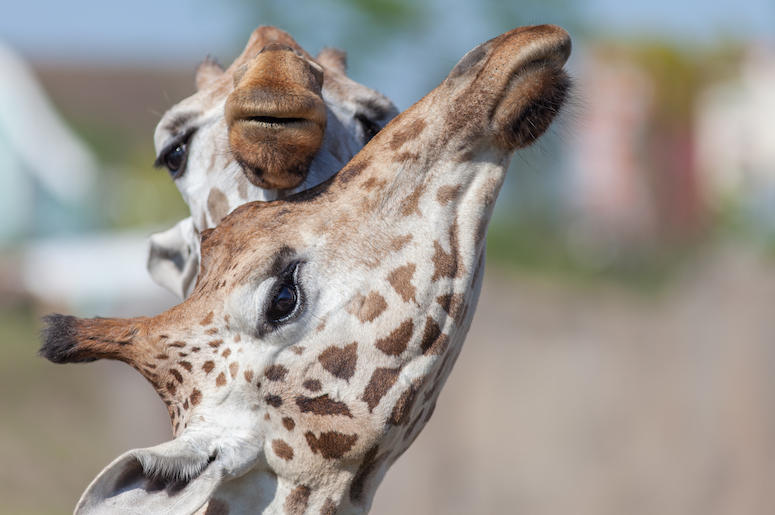 Giraffes, Hugging, Snouts, Zoo Giraffes, Hugging, Snouts, Zoo