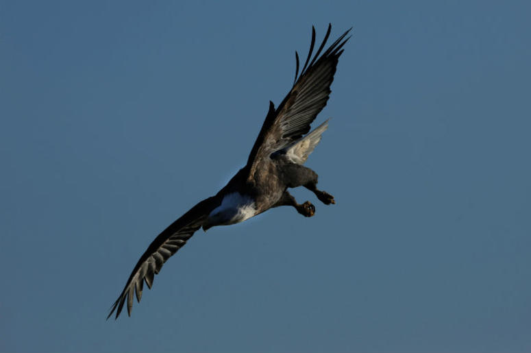 eagle