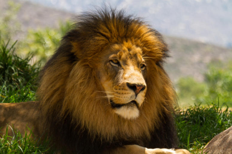 friendly lion friendly lion