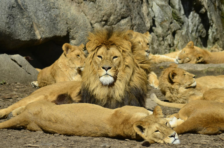 South Africa,Poachers,Eaten,Pride,Lions,Game Reserve,Rhino,Horns,Rhinoceroses,100.3 Jack FM