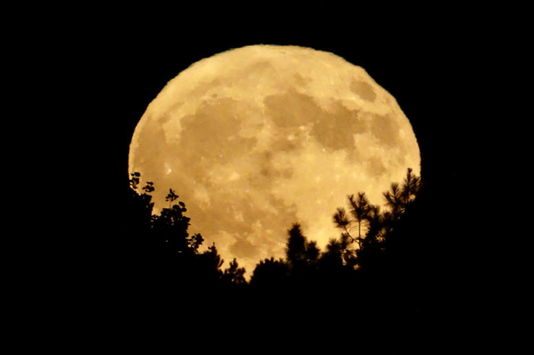 Golden harvest moon rising above tree tops Golden harvest moon rising above tree tops