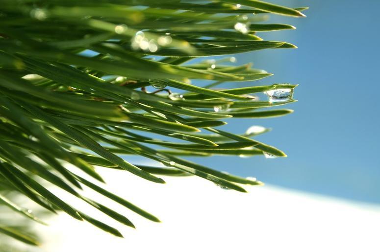 pine needles pine needles