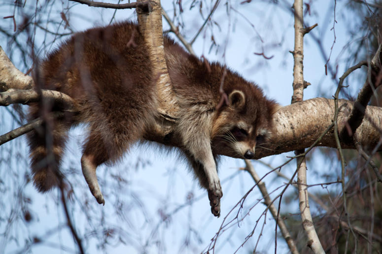 Sleeping raccoon Sleeping raccoon