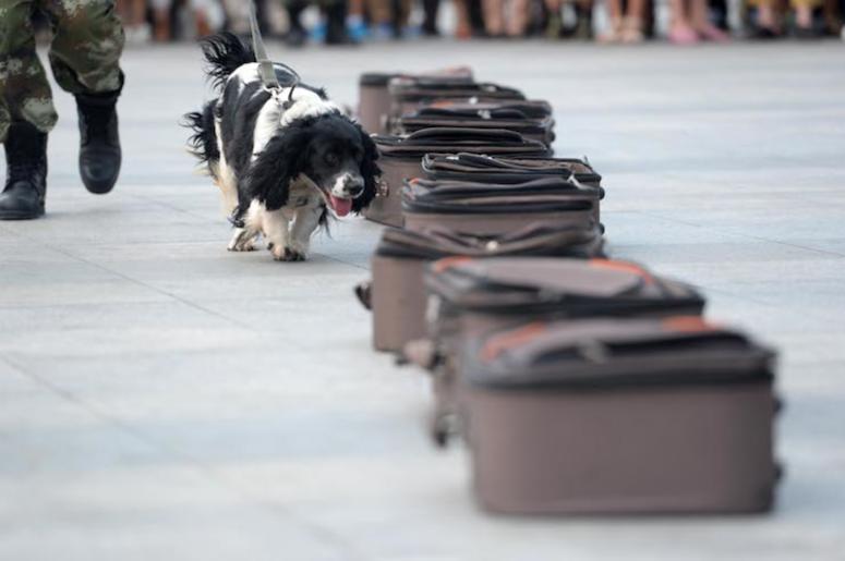 Drug-Sniffing Dog, Luggage, Demonstration, China Drug-Sniffing Dog, Luggage, Demonstration, China