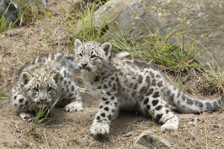 Snow Leopard Cubs Snow Leopard Cubs (Photo credit: San Francisco Zoo)