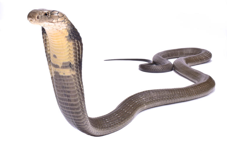 King Cobra King Cobra