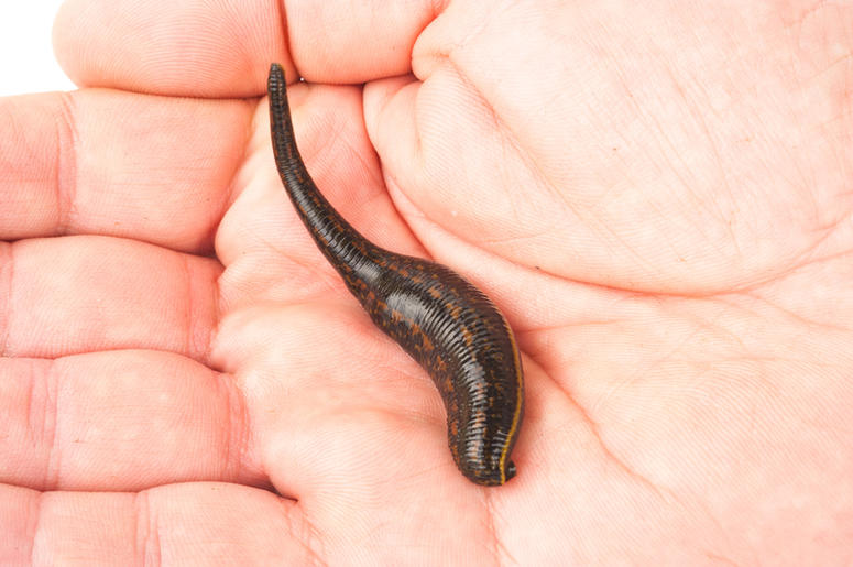 Leech Leech