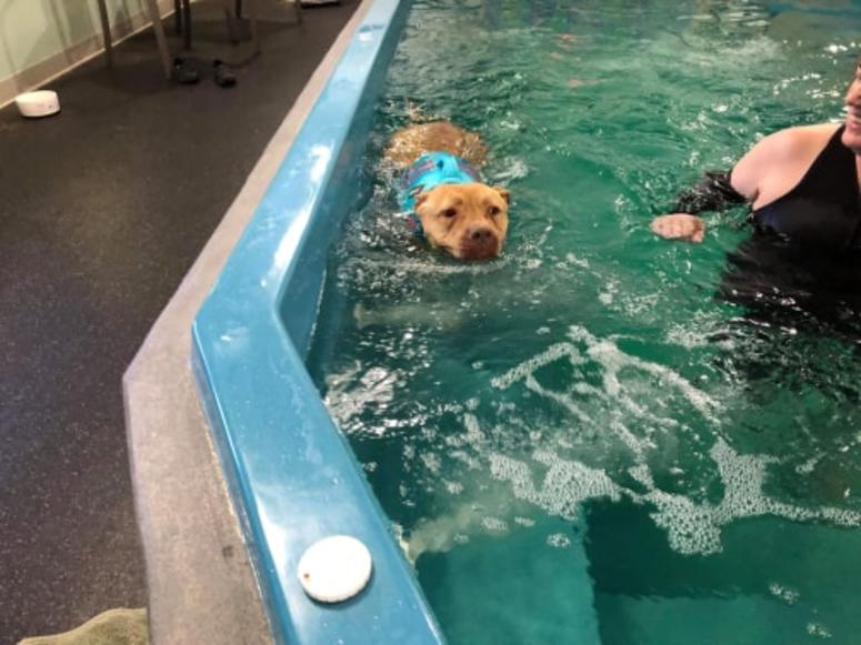 Tylers World with #CherylPrater & #PawtasticFriends Chance enjoying a nice swim!