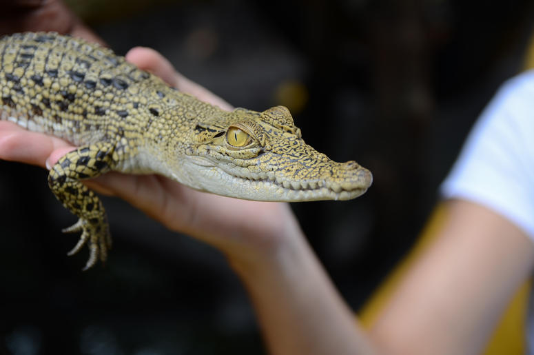 (Goldream/ iStock/ Getty Images Plus) Hand holds baby alligator