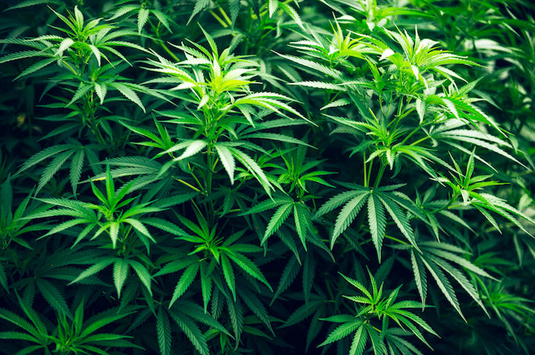 Cannabis, Marijuana Plant, Green Leaf Cannabis, Marijuana Plant, Green Leaf