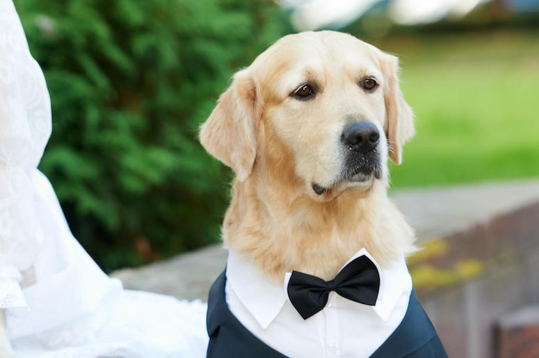 Golden Retriever, Dog, Tuxedo, Good Boy Golden Retriever, Dog, Tuxedo, Good Boy