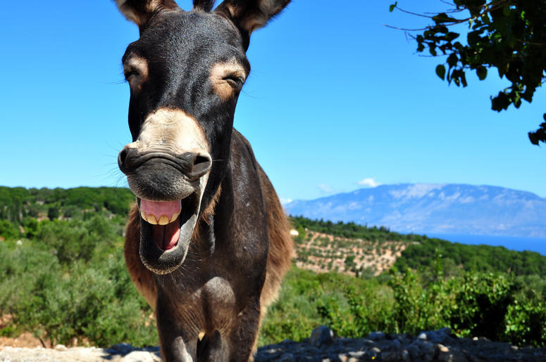 (byebye_birdie/ iStock/ Getty Images Plus) Donkey smiling