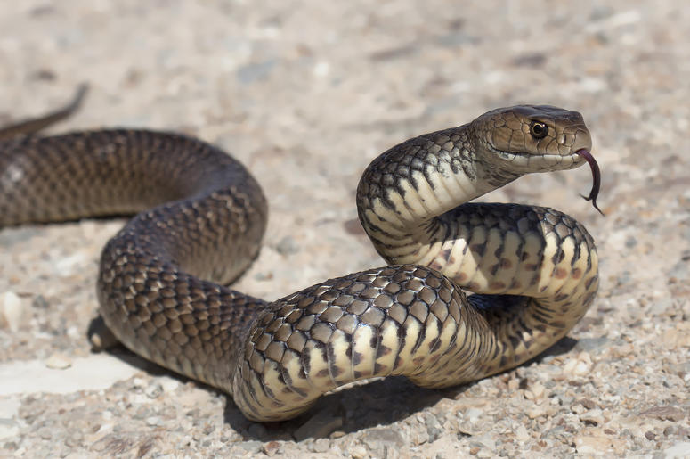 (Kristian Bell/ iStock/ Getty Images Plus) Close-up of a deadly, venomous eastern brown snake