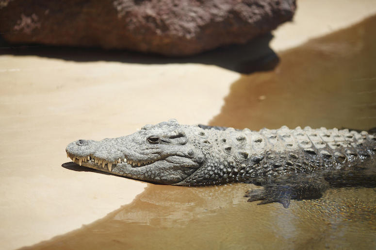 Alligator, Sand, Beach, Water, Resting Alligator, Sand, Beach, Water, Resting