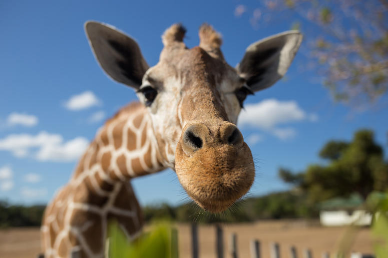 Giraffe, Fisheye, Nose, National Park, Kilimanjaro Mountain Giraffe, Fisheye, Nose, National Park, Kilimanjaro Mountain