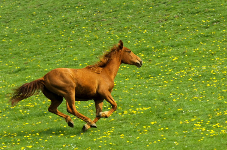 Horse Horse