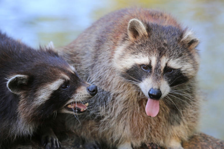 Raccoons Raccoons