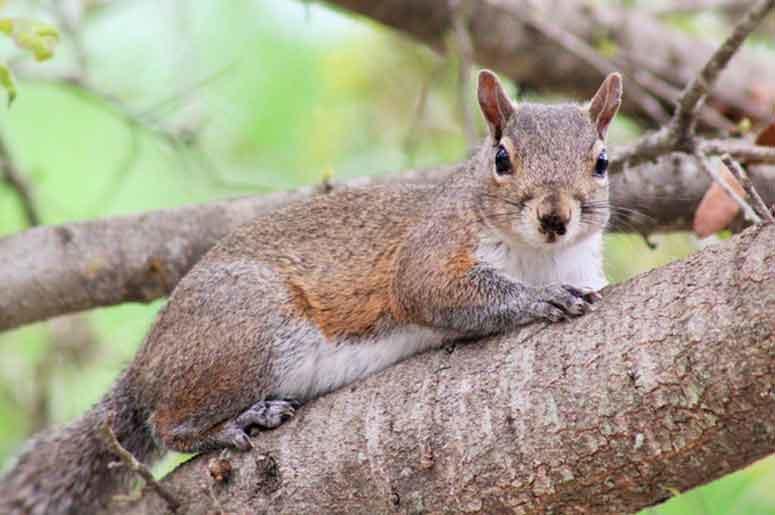 squirrel squirrel