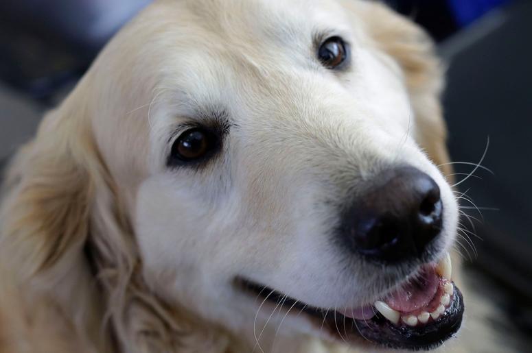 Golden Retriever golden_retriever
