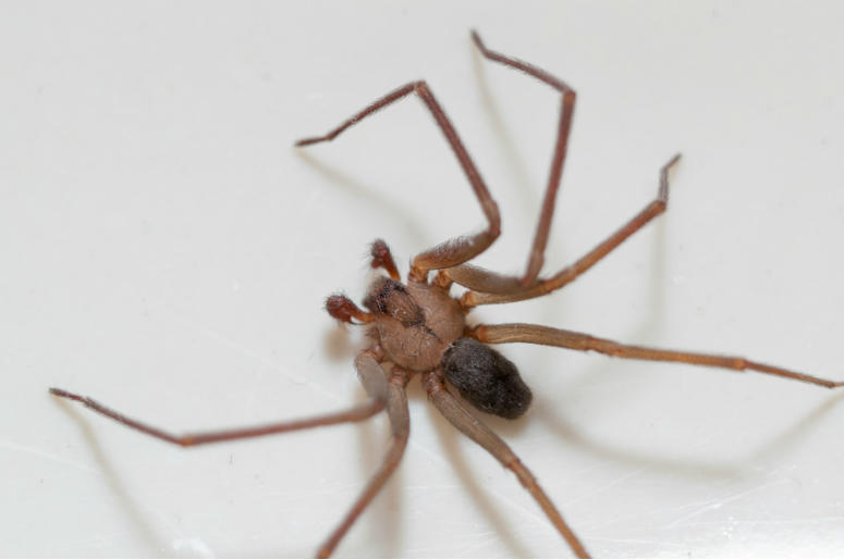 Brown Recluse Spider Brown Recluse Spider