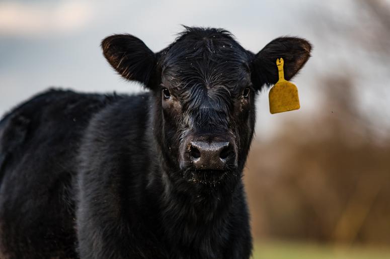 Calf calf