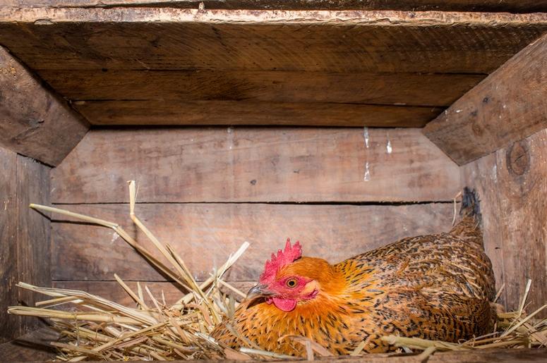 Chicken Coop chicken_coop