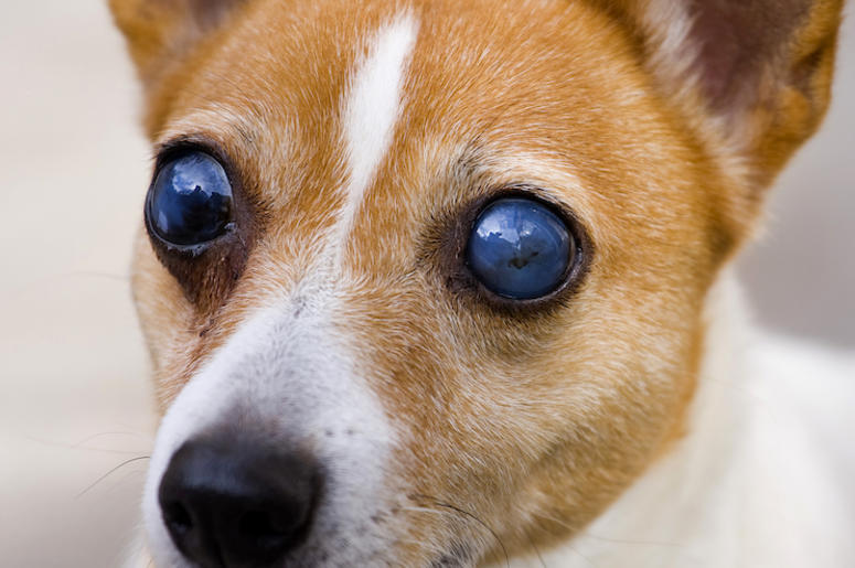 Blind, Dog, Eyes, Terrier, Close Up Blind, Dog, Eyes, Terrier, Close Up