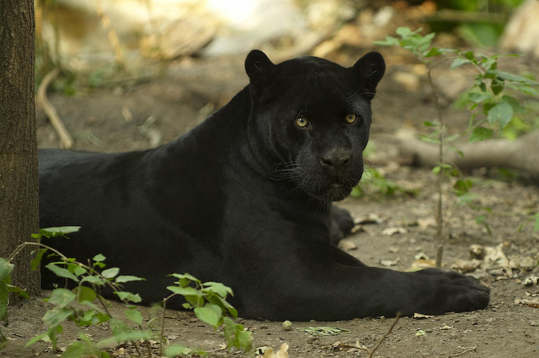 Black Jaguar, Shade, Lying Down, Tree Black Jaguar, Shade, Lying Down, Tree