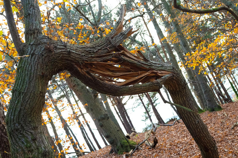 Broken Tree Branch broken_tree