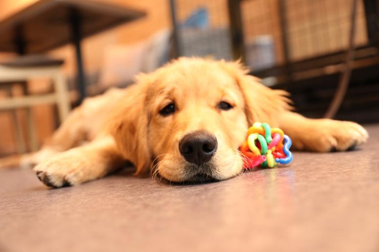 Dog dog