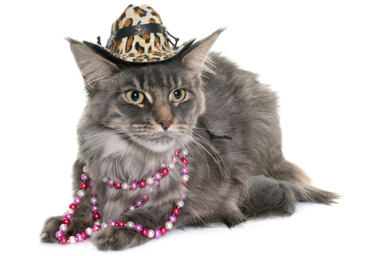 Cat Wearing A Hat cat