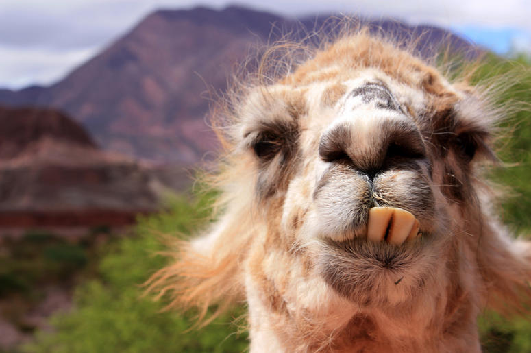 Llama llama