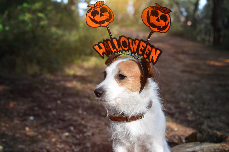 Dog Costume dog_costume