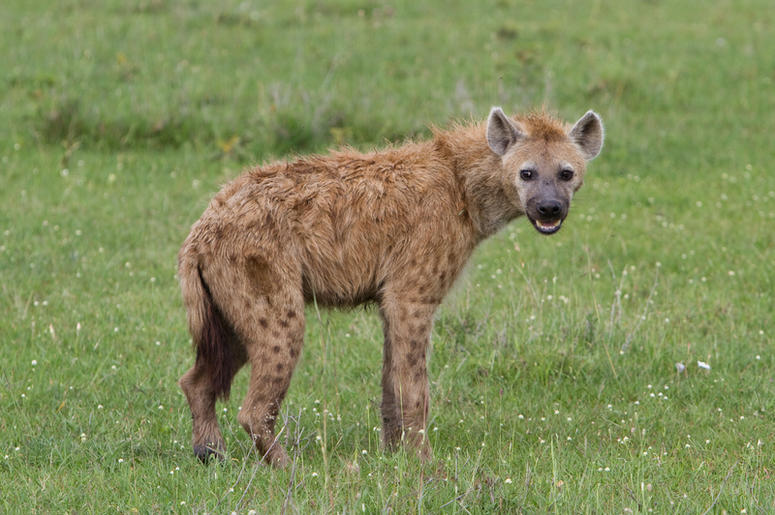 Hyena hyena